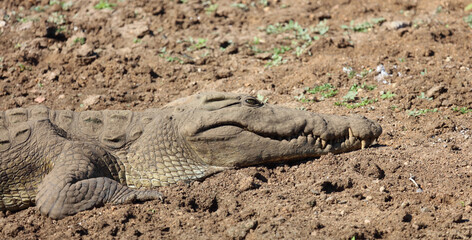 Fototapeta premium Nilkrokodil / Nile crocodile / Crocodylus niloticus