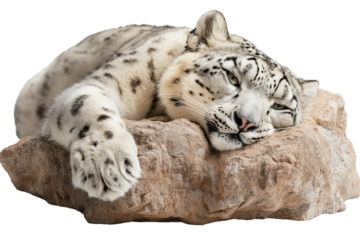 Two stunning snow leopards with thick, spotted fur are shown in different poses—one lounging with a relaxed expression and the other walking gracefully.