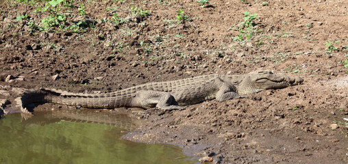 Nilkrokodil / Nile crocodile / Crocodylus niloticus