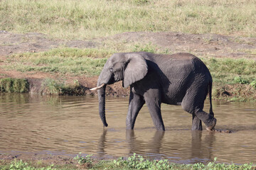 Afrikanischer Elefant / African elephant / Loxodonta africana