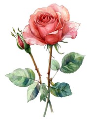 Fototapeta premium watercolor painting, beautiful rose