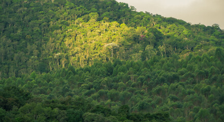 Large tree highlighted by sunlight in the middle of a tropical forest on a mountainside
