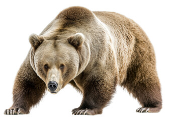 Fototapeta premium A pair of powerful brown bears with thick fur and muscular builds are shown walking, showcasing their strength and presence.