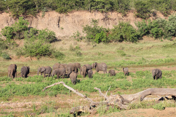 Afrikanischer Elefant im Shingwedzi River/ African elephant in Shingwedzi River / Loxodonta africana