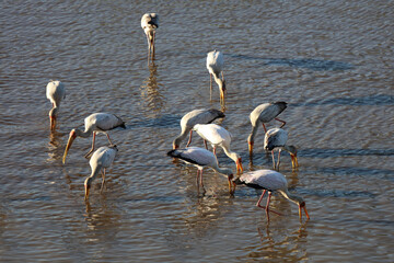 Nimmersatt / Yellow-billed stork / Mycteria ibis