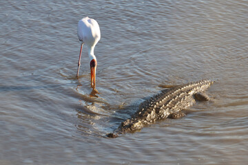 Nilkrokodil und Nimmersatt / Nile crocodile and Yellow-billed stork / Crocodylus niloticus et...