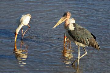Marabu und Nimmersatt / Marabou stork and Yellow-billed stork / Leptoptilos crumeniferus et...