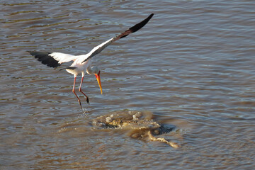 Nilkrokodil und Nimmersatt / Nile crocodile and Yellow-billed stork / Crocodylus niloticus et Mycteria ibis.