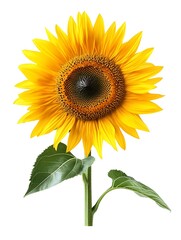 Obraz premium The sunflowers bloomed very beautifully. 