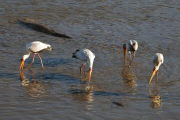 Nilkrokodil und Nimmersatt / Nile crocodile and Yellow-billed stork / Crocodylus niloticus et...