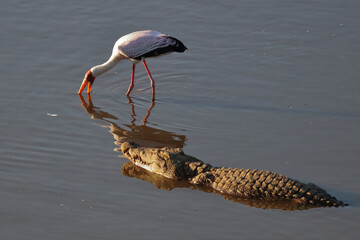 Nilkrokodil und Nimmersatt / Nile crocodile and Yellow-billed stork / Crocodylus niloticus et...