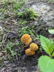 Boletus luridus mushrooms on a sandy slope of a mountain spruce forest