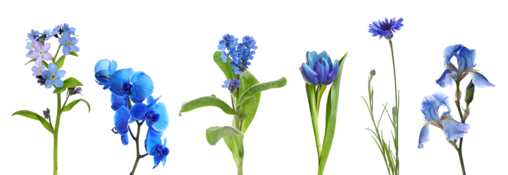 Different beautiful flowers in blue shades isolated on white, set