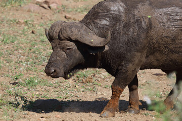 Fototapeta premium Kaffernbüffel / African buffalo / Syncerus caffer