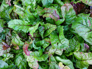 green purple top leaves of beetroot in the garden bed	