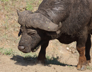 Kaffernbüffel / African buffalo / Syncerus caffer