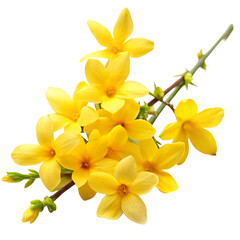 Fototapeta premium Winter Jasmine Flower on White Background