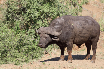 Fototapeta premium Kaffernbüffel / African buffalo / Syncerus caffer