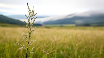 Lone grass blade rising above expansive field with misty mountains in the background : Generative AI