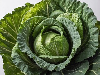 Fototapeta premium A single, crisp green cabbage
