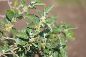 Withania somnifera is an evergreen shrub in the Solanaceae