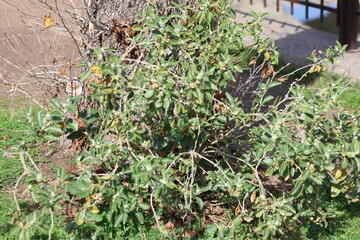 Withania somnifera is an evergreen shrub in the Solanaceae