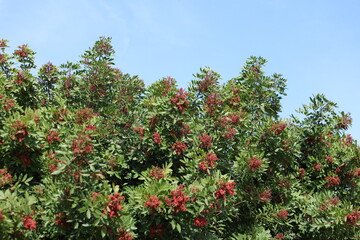 branch of schinus terebinthifolius raddi with red berries