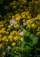 Pink columbine buds against a background of yellow small flowers illuminated by the sun in the garden