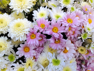 white chrysanthemum flowers