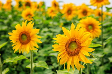 Vibrant sunflowers are blooming in the agriculture field