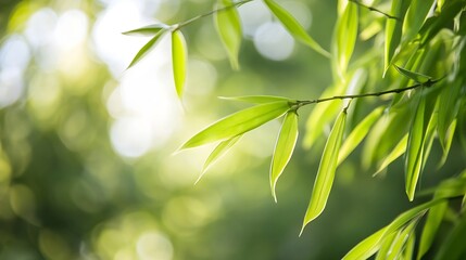 Obraz premium CloseUp of Fresh Bamboo Leaves Bathed in Soft Natural Light : Generative AI