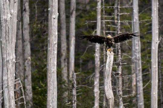 Eagel in the woods
