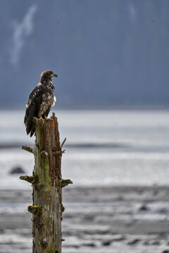 Eagel in the woods