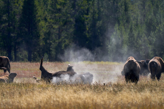 Bison