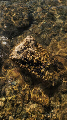Sun shining on rocks and seashells in shallow water during summer vacation in croatia background wallpaper copy space