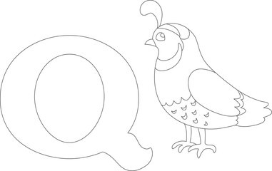 quail next to the letter Q