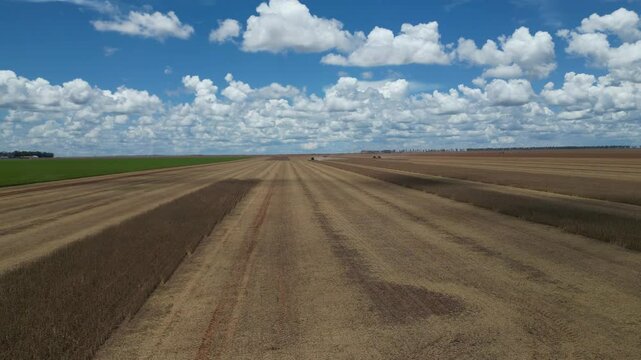 Soybean field in Brazil at harvest time and a machine in the field (Campo de plantio de soja no brasil no momento da colheta e uma maquina no campo)