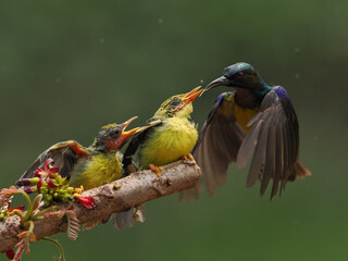Sunbird Nectarinia jugularis Female feeding new born chicks on branch Sunbird feeding Sunbird...