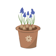 Illustration of Muscari in a Clay Pot on a White Background. Bulb flowers blooming in spring. Vector