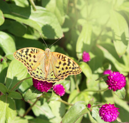Beautiful Butterfly on a Pink Flower