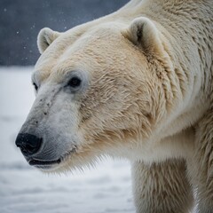 A muscular polar bear, its powerful frame clearly visible against the white.