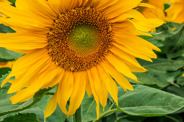 Obraz premium Closeup shot of a vibrant sunflower