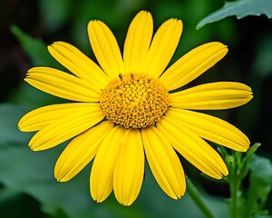 Close-up of a vibrant yellow flower in a garden