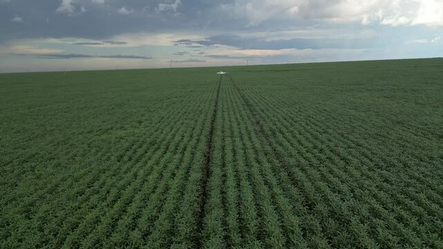 Soybean planting field in Brazil with harvesters (Campo de plantio de soja no brasil com colheitadeiras)