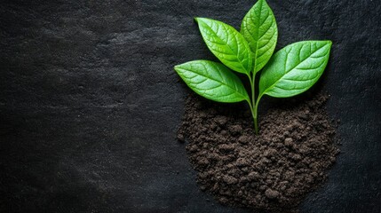 New Life Sprouting from Rich Soil A Symbol of Growth and Sustainability