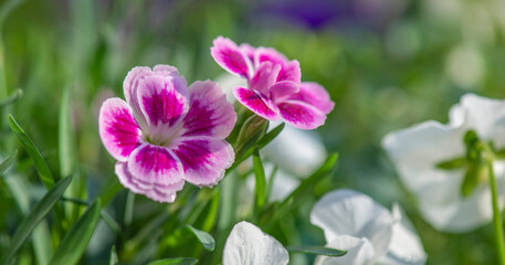 Obraz premium closeup up on beautiful pink flowers of carnation and white viola background blooming in a garden