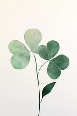 Obraz premium Leaves of a four-leaf clover plant