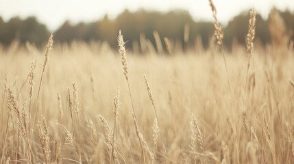 Fototapeta premium Golden field grasses at dawn, tranquil countryside scene, perfect for nature lovers