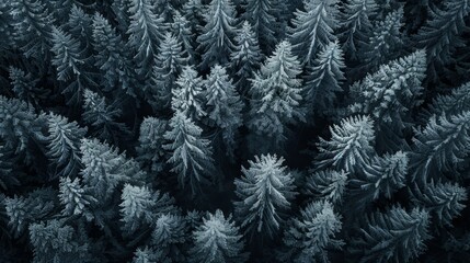 top view of a snowy pine forest in winter
