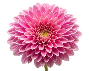 Fototapeta premium pink dahlia flower